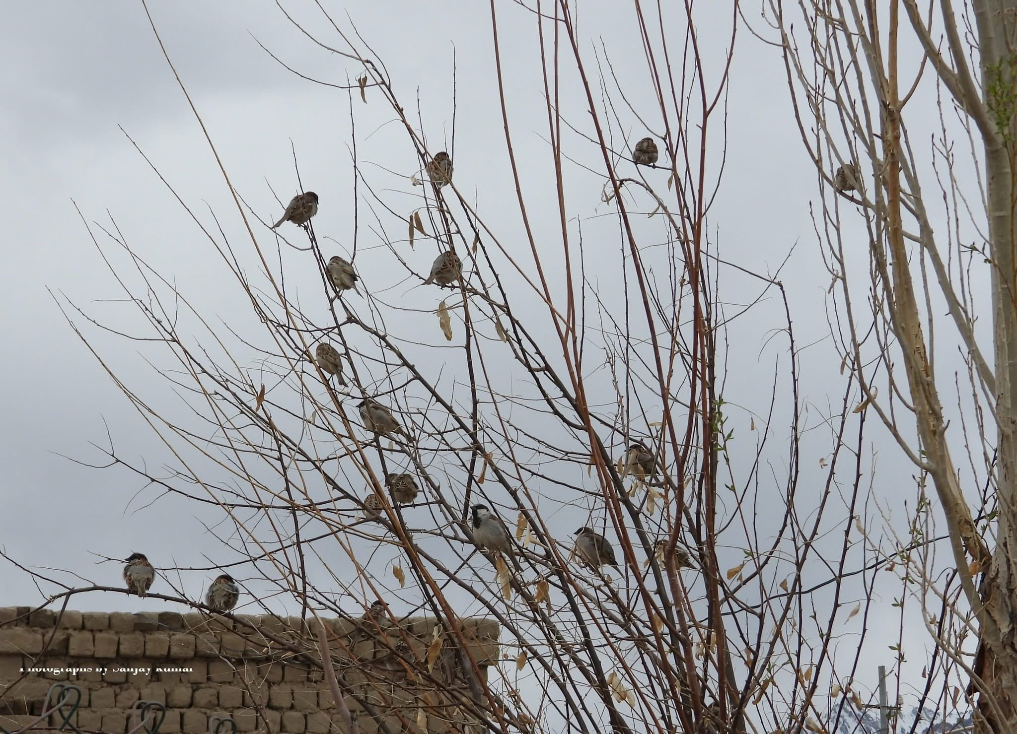 ‘Chipa Gyao’: Living in harmony with nature